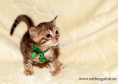 /album/litter-a-studio-photos-at-4-weeks-old/amazon-www-esbbengalcat-1-jpg3/